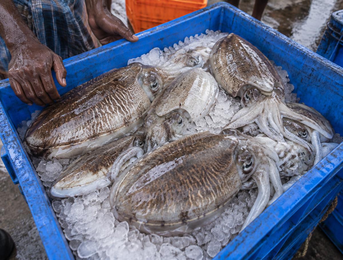 Frozen Cuttlefish