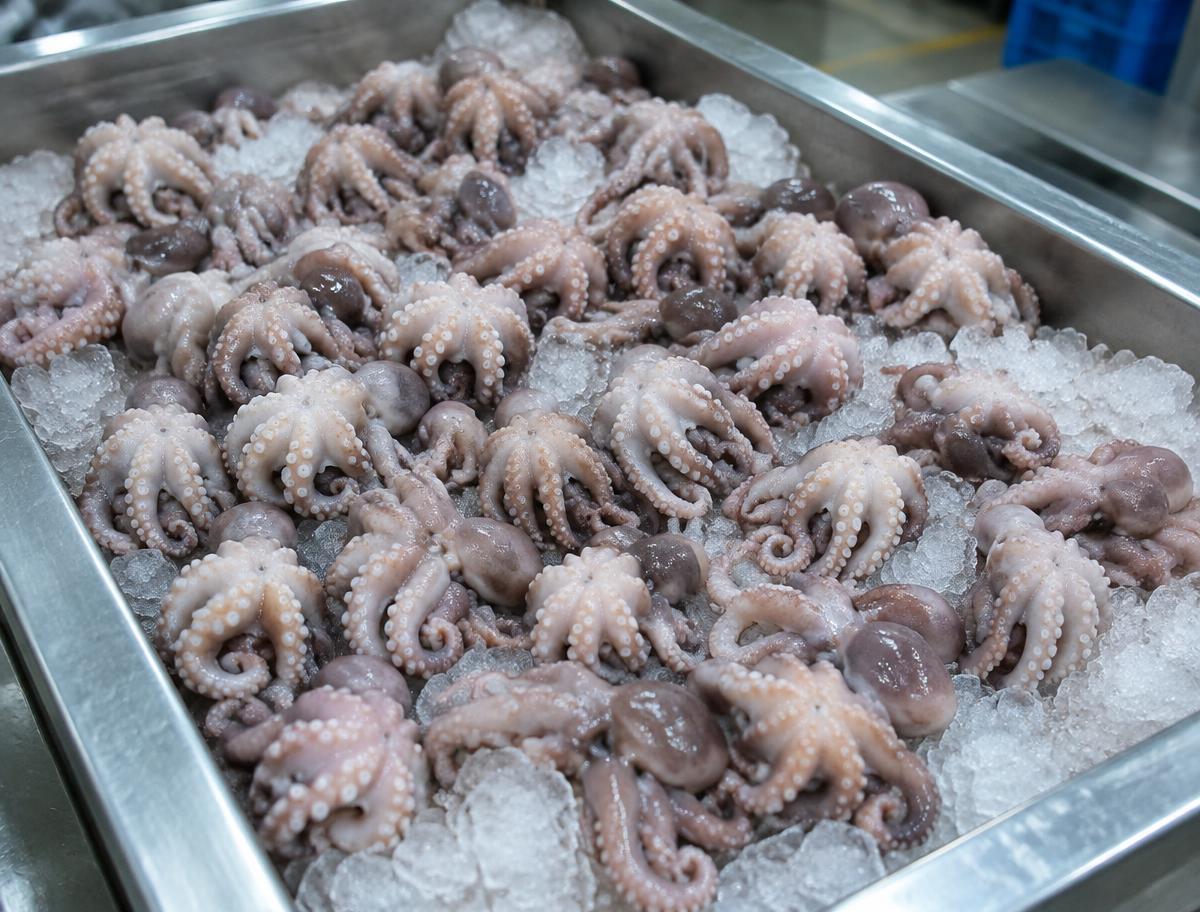Frozen Octopus